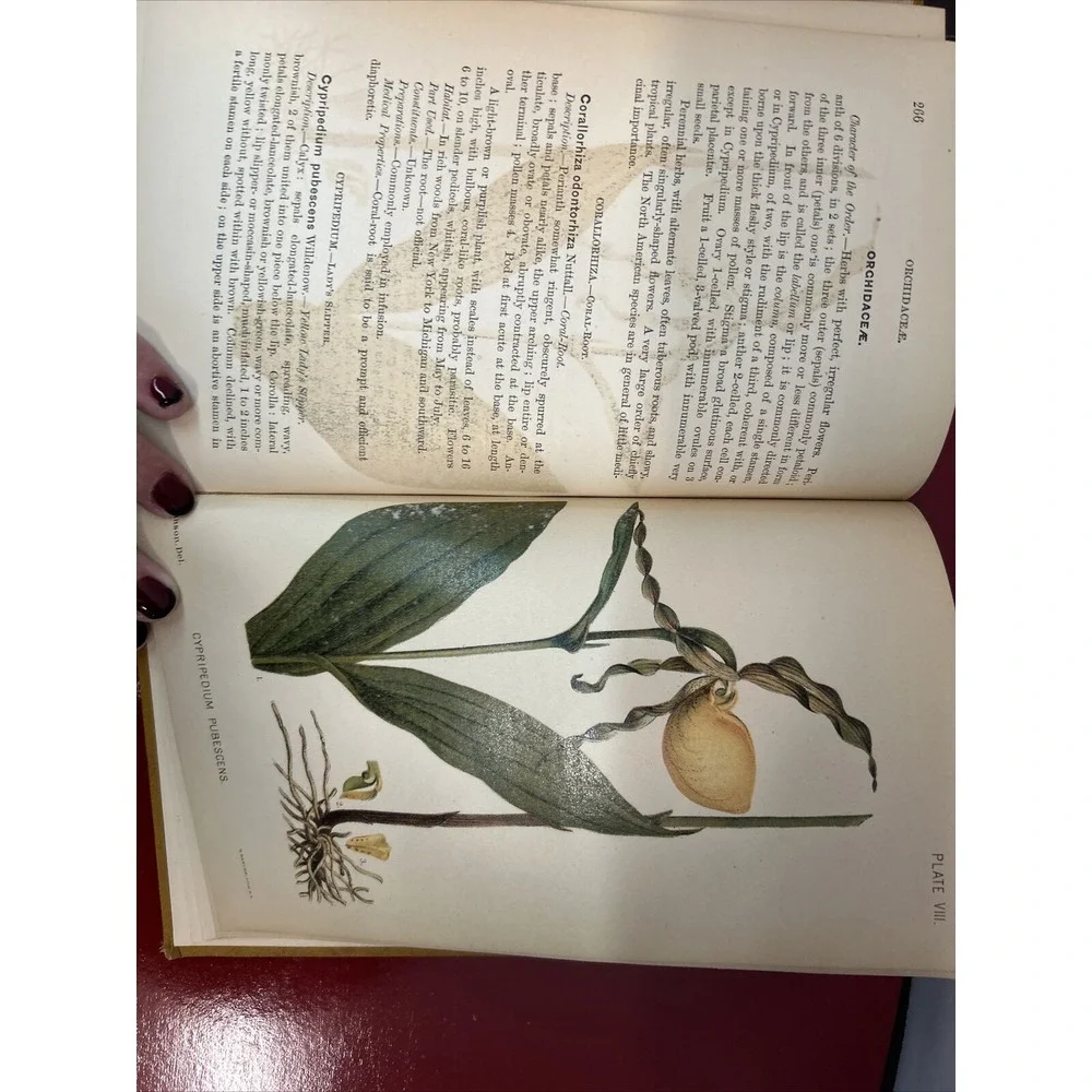 RARE A Manual of the Medical Botany of North America Laurence Johnson 1st E 1984